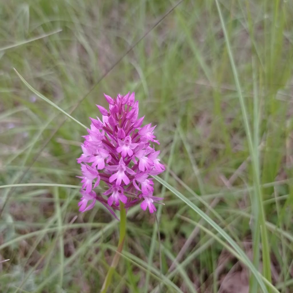 Anacamptis berica?